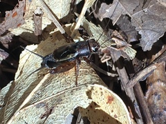 Allonemobius maculatus