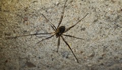 Oligolophus hanseni