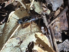 Allonemobius maculatus