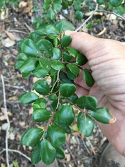 Diospyros humilis