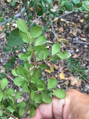 Diospyros humilis