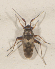 Spanagonicus albofasciatus