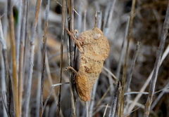 Ocnerodes fallaciosus