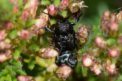 Aporocera scabrosa
