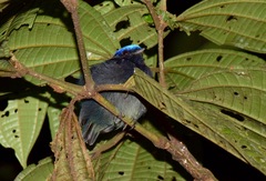 Lepidothrix coronata
