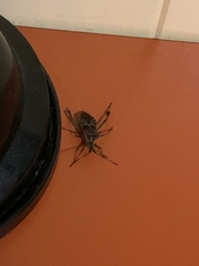 Leptoglossus clypealis