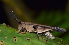 Xiphiola cyanoptera