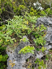 Veronica chathamica