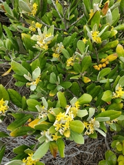 Corokia macrocarpa