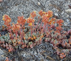Sedum obtusatum