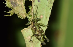Sclerophilacris