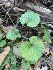Alliaria petiolata