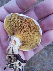 Suillus decipiens