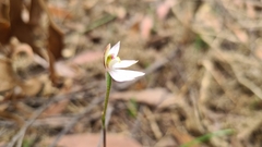 Caladenia prolata