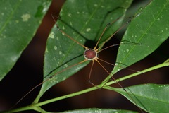 Sibambea