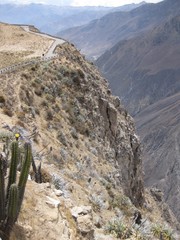 Corryocactus brevistylus