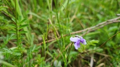 Viola eminens