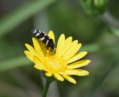 Acmaeodera macra