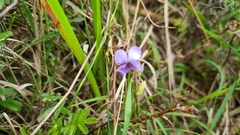 Viola eminens