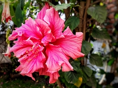 Hibiscus rosa-sinensis