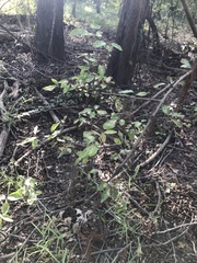 Forestiera acuminata