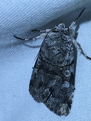 Sympistis chionanthi