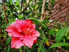 Hibiscus rosa-sinensis