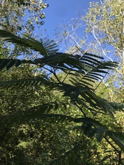 Albizia julibrissin julibrissin