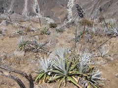 Puya densiflora