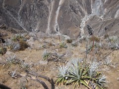 Puya densiflora