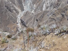 Puya densiflora