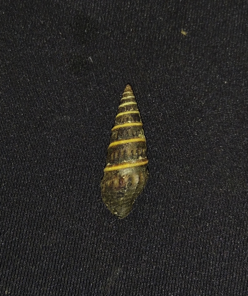 Crassispira discors