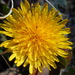 Common Dandelion - Photo (c) Sarah R., some rights reserved (CC BY-NC), uploaded by Sarah R.