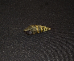 Crassispira discors