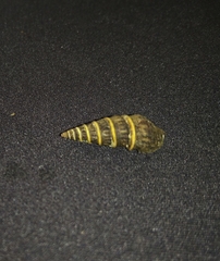 Crassispira discors