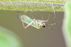Engytatus modestus