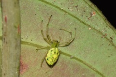 Alpaida delicata