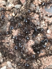 Crematogaster lineolata