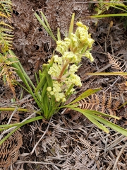 Aciphylla traversii