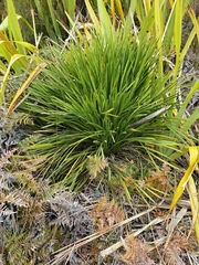Aciphylla traversii