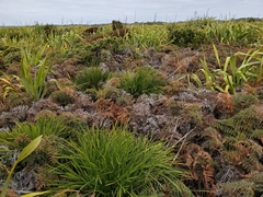 Aciphylla traversii