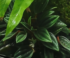 Peperomia caperata