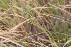 Festuca muralis