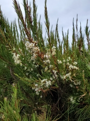 Dracophyllum arboreum