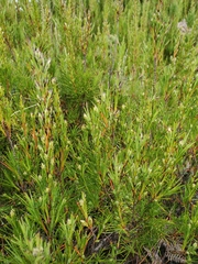 Dracophyllum arboreum
