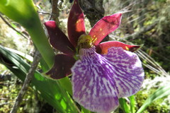 Zygopetalum