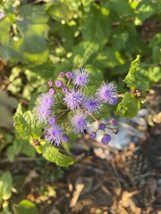 Conoclinium coelestinum