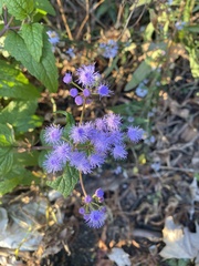 Conoclinium coelestinum