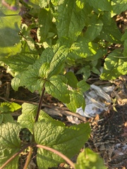 Conoclinium coelestinum