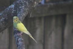 Melopsittacus undulatus domesticus